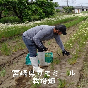 宮崎県 カモミール栽培畑 アロマな香り