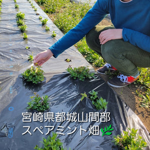 宮崎県都城市山間部のスペアミント栽培畑