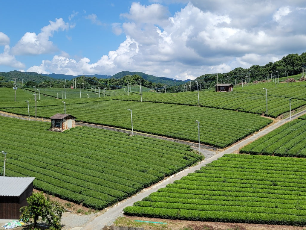 旨味の強い お茶って？